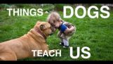 Wat we geleerd de honden