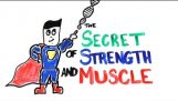근육 성장의 비밀 과학