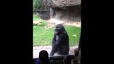 Gorilla skremmer barna i dyrehagen
