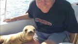 The little seal wanted to make friendships with people