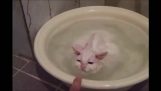 Kattungen som nektet å komme ut av vannet