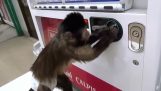Η μαϊμού αγοράζει ένα αναψυκτικό