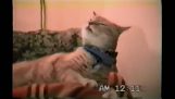 Kočka zpívá Rock n’ Válec