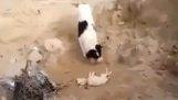 Σκύλος θάβει ένα νεκρό κουτάβι