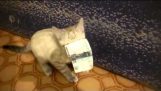 El ladrón de gatito