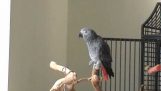 मोंटी पायथन तोता गाती है