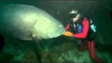 Möte med en enorm grouper
