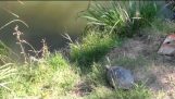 EPIC schildpad-stap-springen