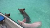 السباحة الخنازير