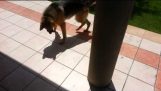 Wenn der Hund seinen Schatten gesehen