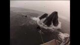 Treffen mit zwei riesigen Wale