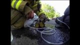 Feuerwehrmann stellt ein Kätzchen am Leben