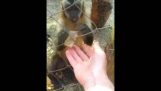 Le singe demande l'aide de l'homme