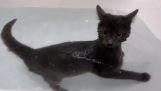 în Rusia, pisicile iubesc apa