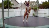 The dog on trampoline