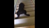 A smart dog coming down the stairs