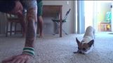 A Chihuahua para fazer yoga