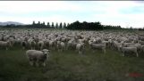 Ovce sú pochodovať