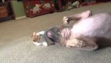 Angry kitten defenceless against pit bulls