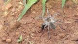 Αράχνη εναντίον σφήκας: Η τελική μάχη