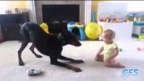 Hundene elske babyer