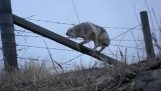 Die Rettung von einem Kojoten in Stacheldraht gefangen