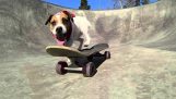 Ο επαγγελματίας σκύλος skater