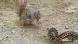 Das intrepid Eichhörnchen
