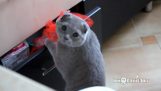 Η πιο ένοχη γάτα στον κόσμο
