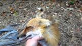 Den inhemska Fox