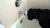 Az intelligens Labrador nyílik a fürdőszoba csaptelep