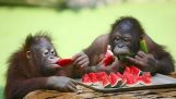 När djuren äter vattenmelon
