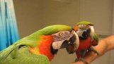 Smart papegøye
