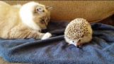 Kitten vs. Hedgehog