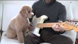 Pes, který hraje na kytaru