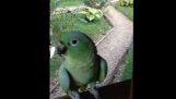 Roześmiany papuga