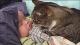 猫和婴儿