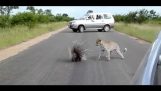 Porcupine vs. Leopard