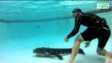 Hoe maak je een alligator van uw zwembad