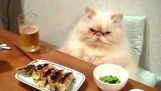 Котки с човешки навици