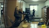 Les sauts de chat étonnant