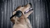 Psy śpiewać przed rakiem