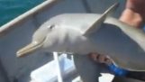 Redning av en liten delfin