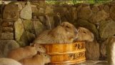 The capybara enjoying hot bath
