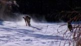 一只猎豹和小狗在雪地里玩