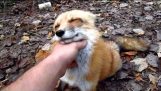 The happy Fox