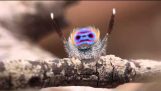 Pavouk tanečnice
