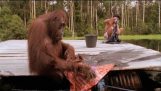 Der Orang-Utan und die Wäsche
