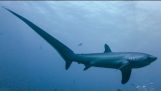 脱穀機: サメは、尾を持つ犠牲者を固定化します。