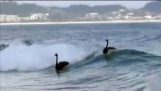 Cisnes de hacen surf